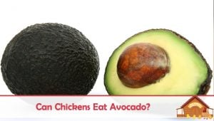 千亿官网国际游戏下载安卓可鸡吃avocado